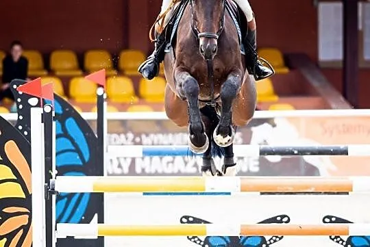 Wałach do dużego sportu Balou du Rouet x Chacco Blue, , 