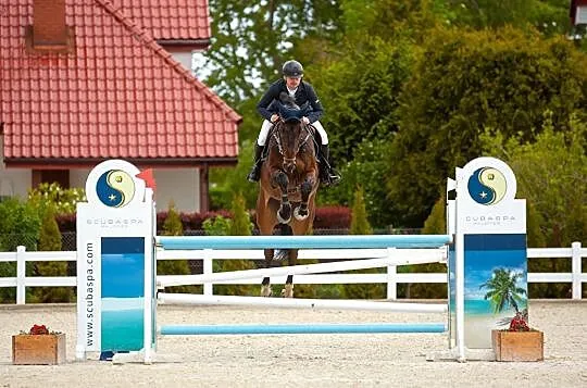 Wałach do dużego sportu Balou du Rouet x Chacco Blue, , 