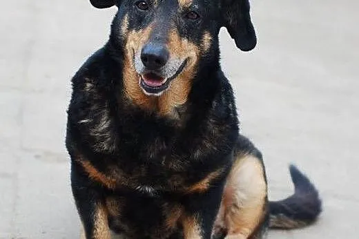 ROCKY &#8211; kochany psiak szuka domu.,  łódz