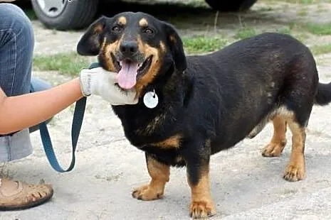 ROCKY &#8211; kochany psiak szuka domu.,  łódz