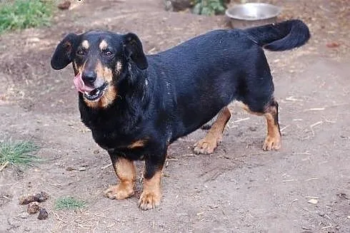 ROCKY &#8211; kochany psiak szuka domu.,  łódz