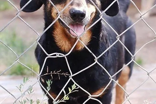 ROCKY &#8211; kochany psiak szuka domu.,  łódz