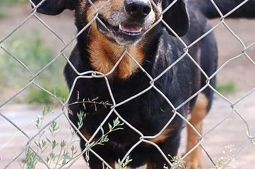 ROCKY &#8211; kochany psiak szuka domu.,  łódz