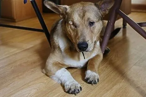 Baścik - mały, smypatyczny, młody - do adopcji,  mazowieckie Warszawa