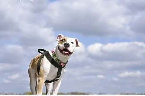 8 miesięczny szczeniak amstaff Drago czeka na dom,  Amstaff cała Polska