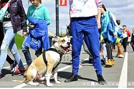 8 miesięczny szczeniak amstaff Drago czeka na dom,