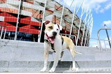 8 miesięczny szczeniak amstaff Drago czeka na dom,