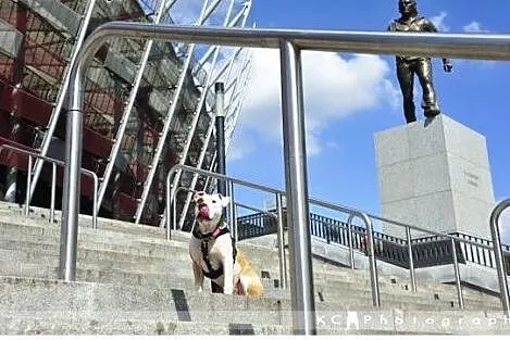 8 miesięczny szczeniak amstaff Drago czeka na dom,