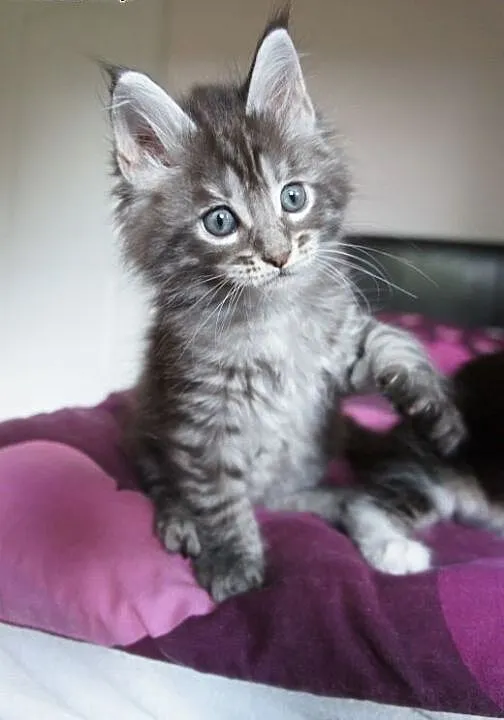 śline Maine Coon, Koty maine coon cała Polska