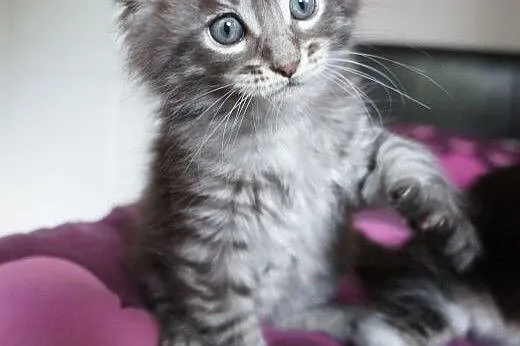 śline Maine Coon,  Koty maine coon cała Polska