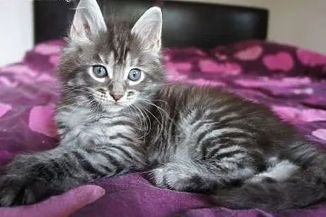 śline Maine Coon,  Koty maine coon cała Polska