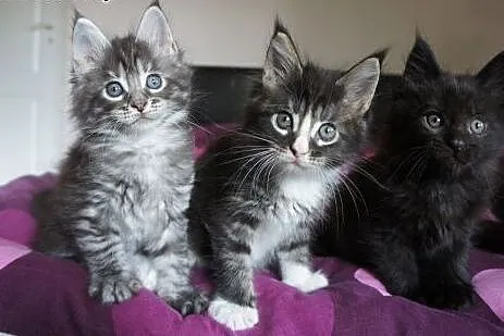 śline Maine Coon,  Koty maine coon cała Polska