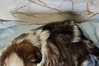 Shih Tzu pies szczeniak piękny miś IMPERIAL