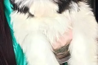 Shih Tzu pies szczeniak piękny miś IMPERIAL, Opolskie, Kluczbork