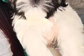 Shih Tzu pies szczeniak piękny miś IMPERIAL, Opolskie, Kluczbork