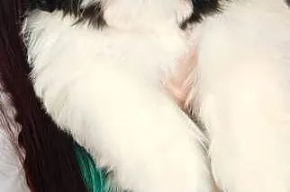 Shih Tzu pies szczeniak piękny miś IMPERIAL, Opolskie, Kluczbork