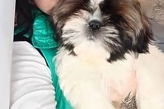 Shih Tzu pies szczeniak piękny miś IMPERIAL, Opolskie, Kluczbork
