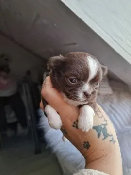 Piesek Chihuahua o imieniu Amon. Czekoladowo biały., , Nowa Ruda