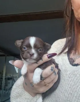 Piesek Chihuahua o imieniu Amon. Czekoladowo biały., , Nowa Ruda