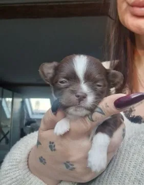 Piesek Chihuahua o imieniu Amon. Czekoladowo biały., , Nowa Ruda