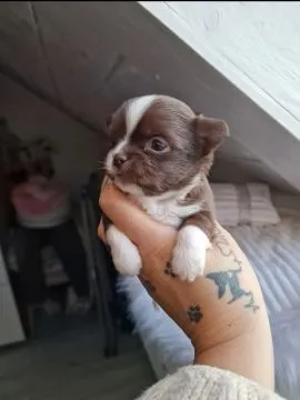 Piesek Chihuahua o imieniu Amon. Czekoladowo biały., , Nowa Ruda