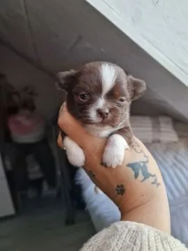Piesek Chihuahua o imieniu Amon. Czekoladowo biały., , Nowa Ruda