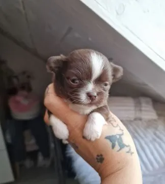 Piesek Chihuahua o imieniu Amon. Czekoladowo biały., , Nowa Ruda