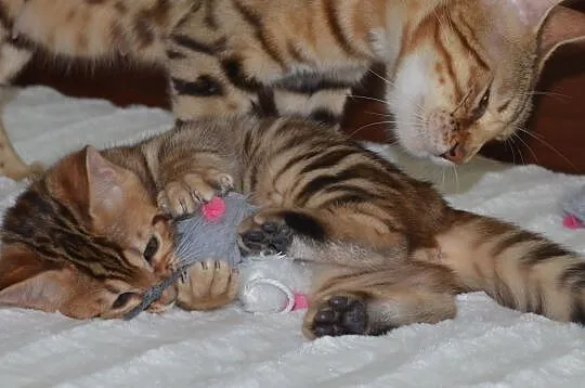 Koty bengalskie z Schelwood - mamy kocieta. :-), Świecie