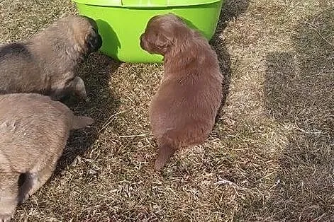 oddam pieski mieszańce labladora w dobre ręce, , Psary-Kolonia