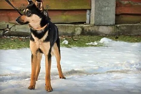 Ok. 2letni Lolo -przymarzał do jezdni pod kościołe
