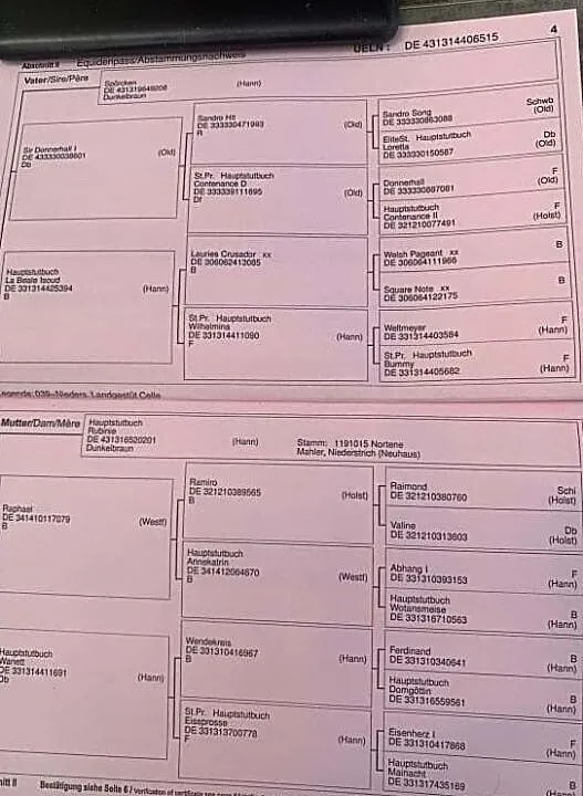 Klacz ujeżdżeniowa - PILNA SPRZEDAŻ, , Prusy