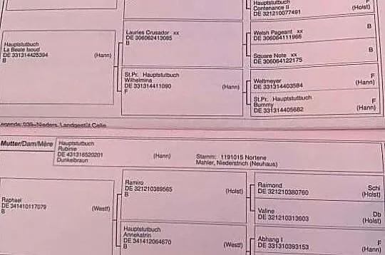 Klacz ujeżdżeniowa - PILNA SPRZEDAŻ, , Prusy