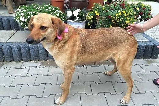 beti szuka domu uchroń przed kotliskami ,  Kundelki cała Polska