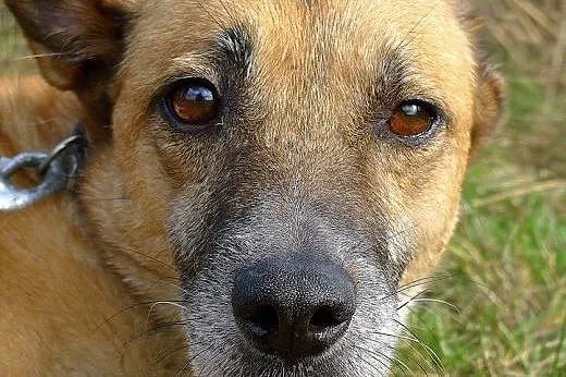 Bardzi pilnie szukamy domu dla bezdomnej, wystrasz