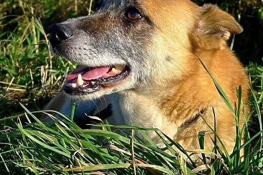 Bardzi pilnie szukamy domu dla bezdomnej, wystrasz