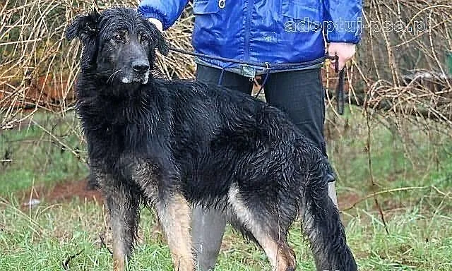 TERRA - bardzo ładna suczka do adopcji