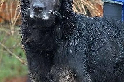 TERRA - bardzo ładna suczka do adopcji
