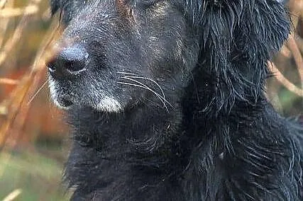 TERRA - bardzo ładna suczka do adopcji