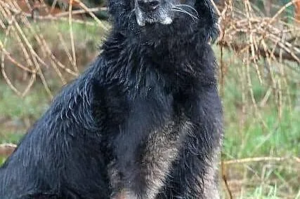 TERRA - bardzo ładna suczka do adopcji