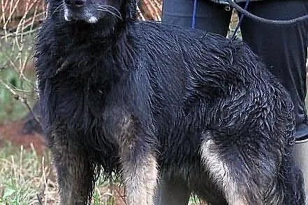TERRA - bardzo ładna suczka do adopcji