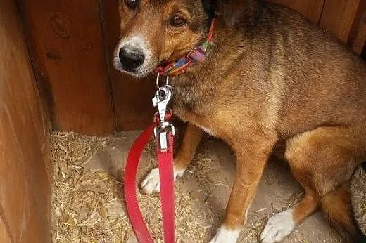 LUIS - adoptuj, uratuj...,  mazowieckie Warszawa