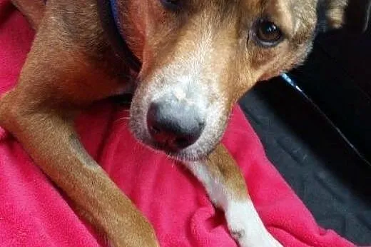LUIS - adoptuj, uratuj...,  mazowieckie Warszawa