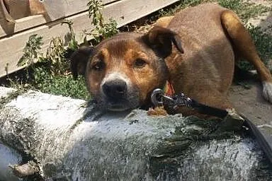 LUIS - adoptuj, uratuj...,  mazowieckie Warszawa