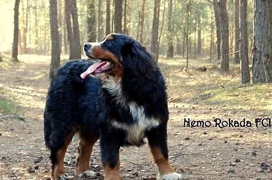 Berneński pies pasterski piękny piesek z rodowodem, Częstochowa