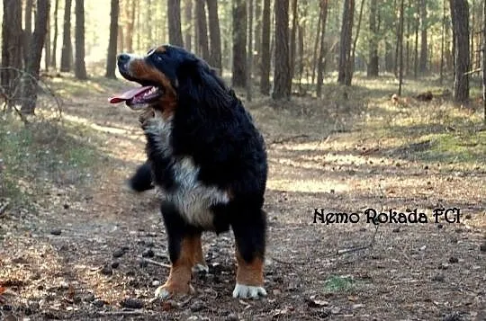 Berneński pies pasterski piękny piesek z rodowodem, Częstochowa