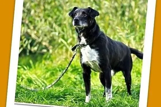Starszy,średni 12kg piesek marznie schronisku, pilny dom.ADOPCJA