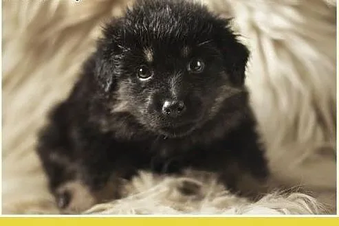 2,5mies. szczenięta,suczki średnie,szczepione PUSZ