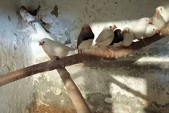 Papugi faliste młode, Kujawsko-pomorskie, Kwieciszewo