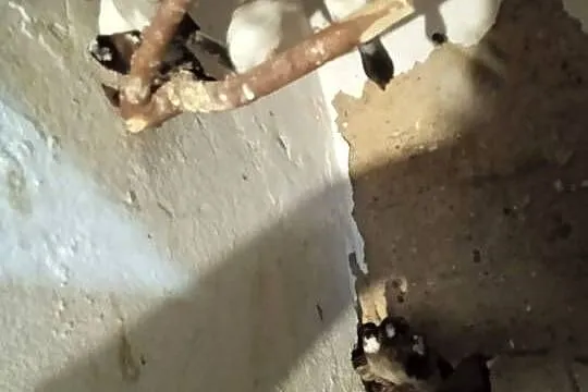 Papugi faliste młode, Kujawsko-pomorskie, Kwieciszewo