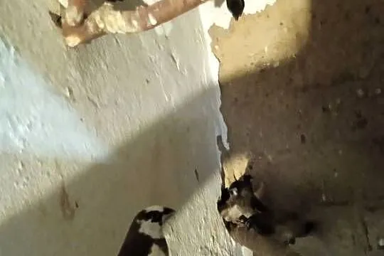 Papugi faliste młode, Kujawsko-pomorskie, Kwieciszewo